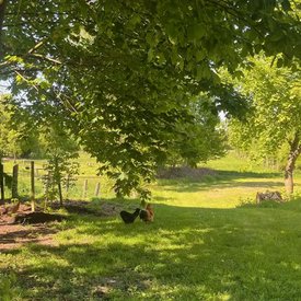 Foto eines Hauses mit H&uuml;hnerstall bei Bremen